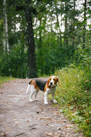 Beagle dog puppy walks cheerful and happy through the forest on a summer evening at sunsetの写真素材