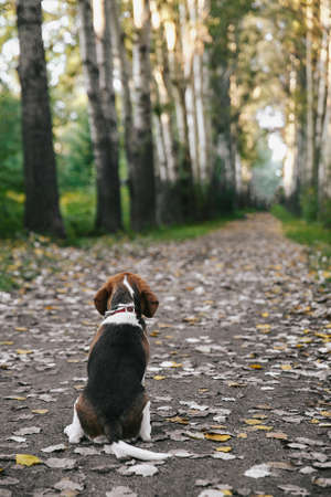 Beagle dog puppy walks cheerful and happy through the forest on a summer evening at sunset