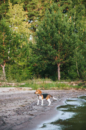 Little beagle puppy walks on the beach on the sand lazy in the evening at sunsetの写真素材