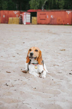 Little beagle puppy walks on the beach on the sand lazy in the evening at sunsetの写真素材