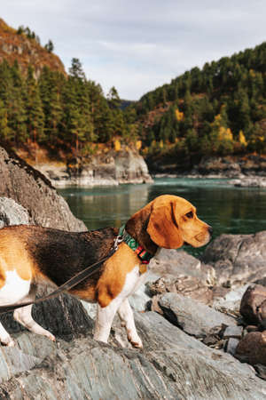 The beagle dog travels and walks in the mountains with beautiful views of nature and rocks in Altai...