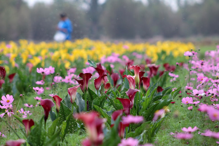 Zantedeschiaの写真素材