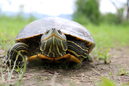 isolatedの写真素材