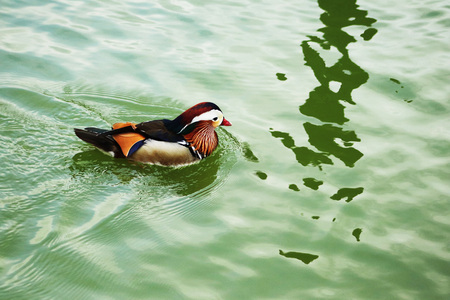 duckの写真素材