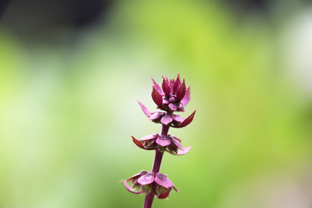 basilの写真素材