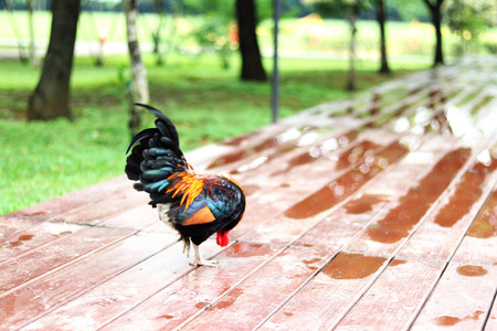 chicken