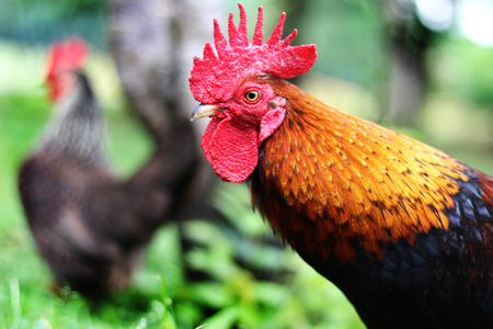chicken