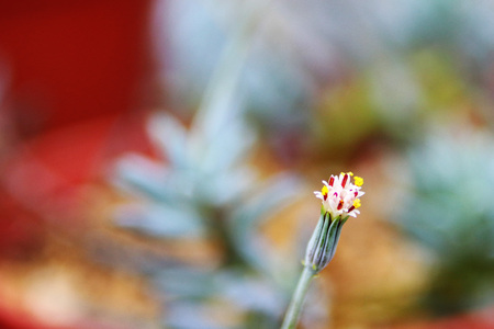 succulentsの写真素材