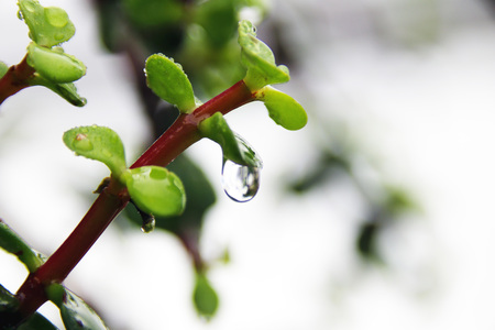water dropletsの写真素材