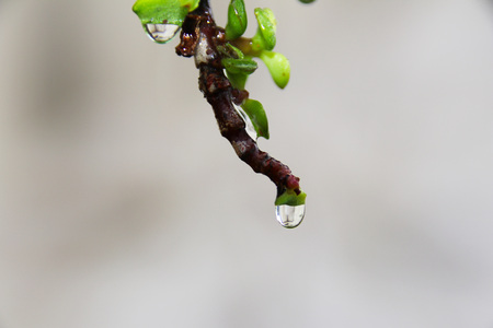 water dropletsの写真素材