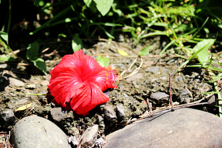 Hibiscus rosa-sinensisの写真素材