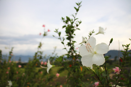 Hibiscus rosa-sinensisの写真素材