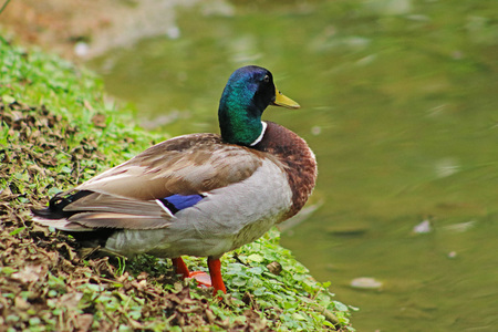 duck
