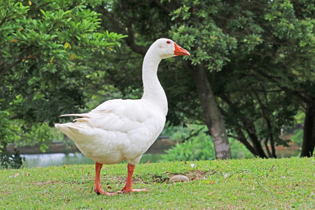 duckの写真素材