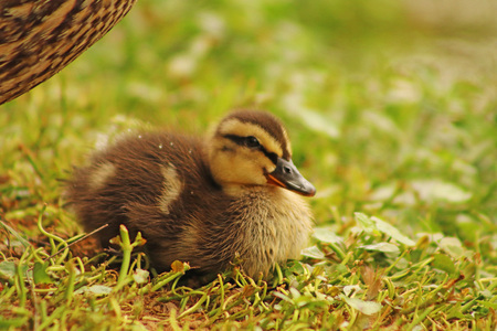 duckの写真素材