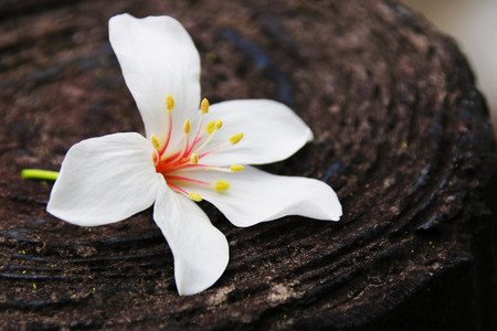 Vernicia fordiiの写真素材