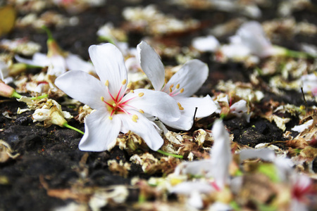 Vernicia fordiiの写真素材