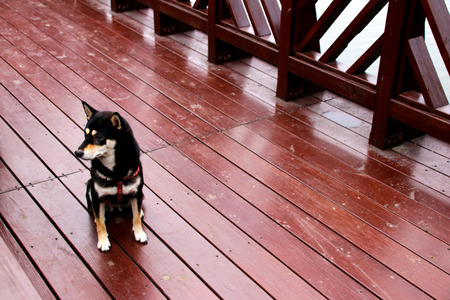 Chai dogの写真素材