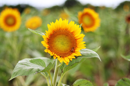 Common sunflowerの写真素材