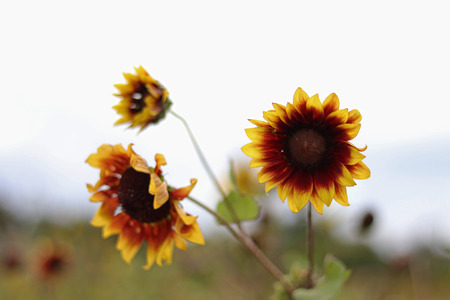 Common sunflowerの写真素材