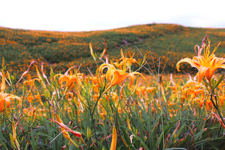 Beautiful scenery of daylily flowers with village and mountains in a sunny dayの写真素材