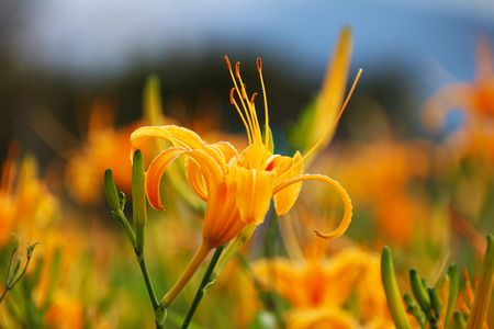 Beautiful scenery of daylily flowers with village and mountains in a sunny dayの写真素材
