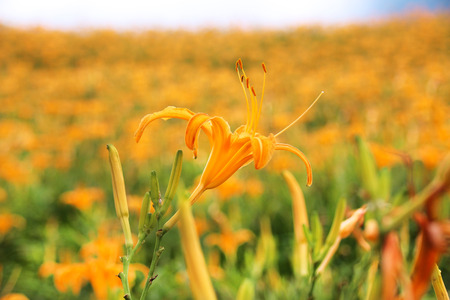 Beautiful scenery of daylily flowers with village and mountains in a sunny dayの写真素材