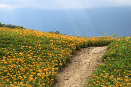Taiwan Hualien beautiful scenery of daylily flowers with village and mountains in a sunny dayの写真素材
