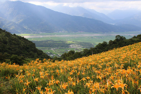Taiwan Hualien beautiful scenery of daylily flowers with village and mountains in a sunny dayの写真素材