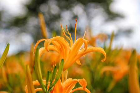 Taiwan Hualien beautiful scenery of daylily flowers with village and mountains in a sunny dayの写真素材