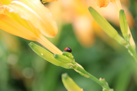 Taiwan Hualien beautiful scenery of daylily flowers with village and mountains in a sunny day ladybugの写真素材