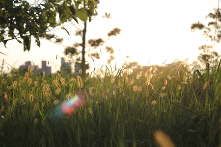At dusk there is a beautiful golden grassの写真素材