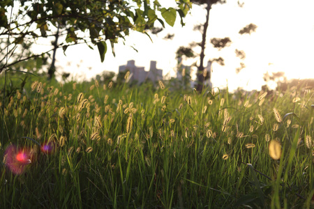 At dusk there is a beautiful golden grassの写真素材
