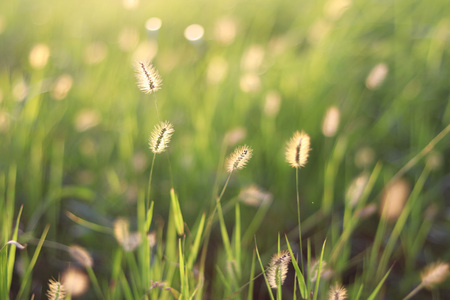 At dusk there is a beautiful golden grassの写真素材