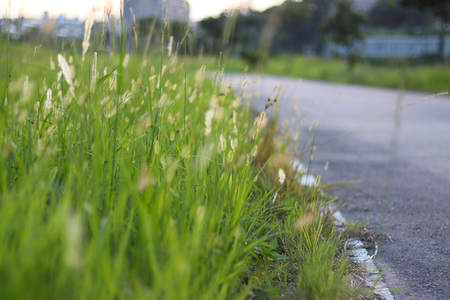 At dusk there is a beautiful golden grassの写真素材