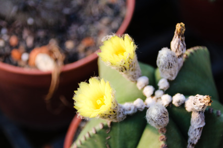 Meat plants and cactus and floweringの写真素材