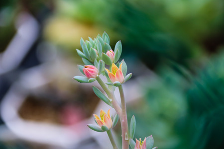 Meat plants and cactus and floweringの写真素材