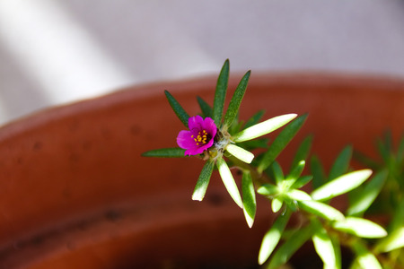 Meat plants and cactus and floweringの写真素材