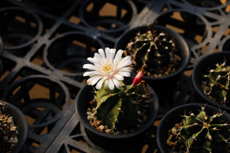 Meat plants and cactus and floweringの写真素材