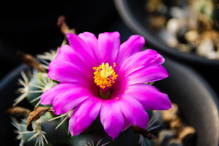 Meat plants and cactus and floweringの写真素材