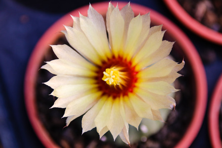 Meat plants and cactus and floweringの写真素材