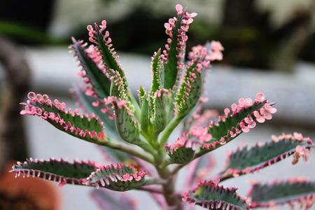 Meat plants and cactus and floweringの写真素材