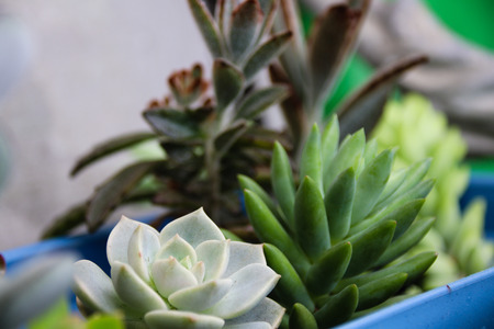 Meat plants and cactus and floweringの写真素材