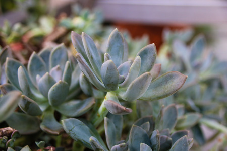 Meat plants and cactus and floweringの写真素材