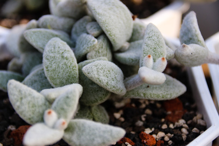 succulent plants greenhouseの写真素材