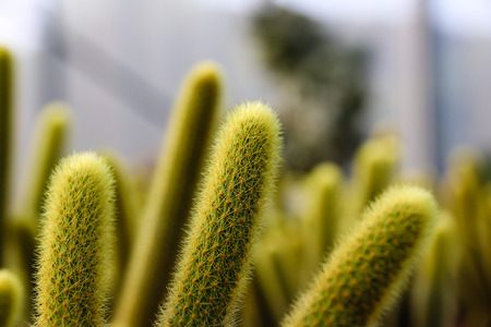 succulent plants greenhouseの写真素材