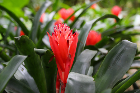 red bromeliad