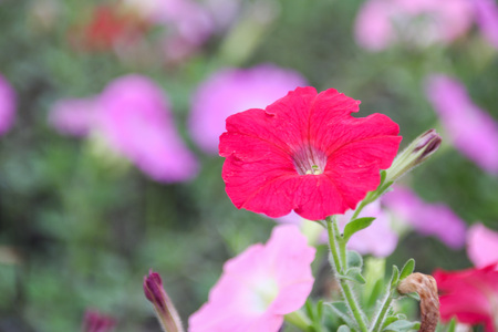 petuniaの写真素材