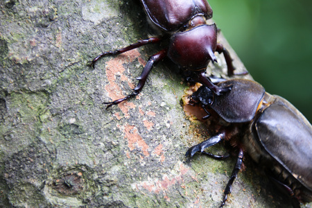 allomyrina dichotomus