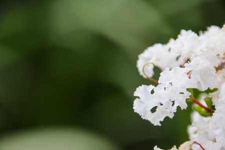 Lagerstroemia indica in taiwanの写真素材